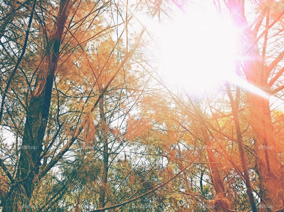 Backlight photography