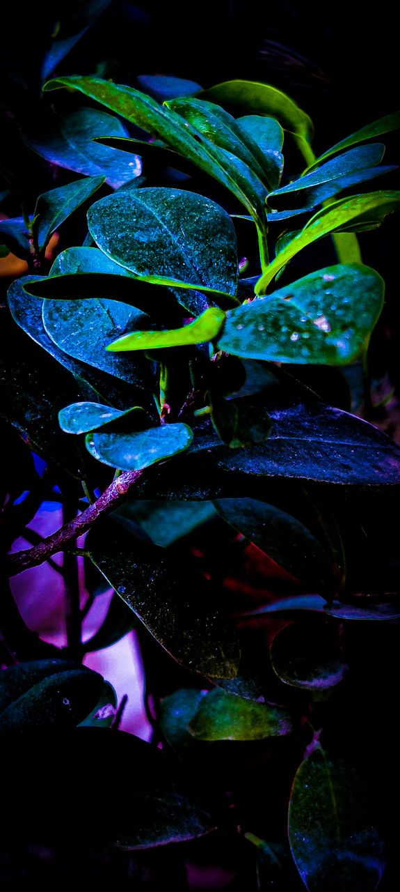 Plant photography