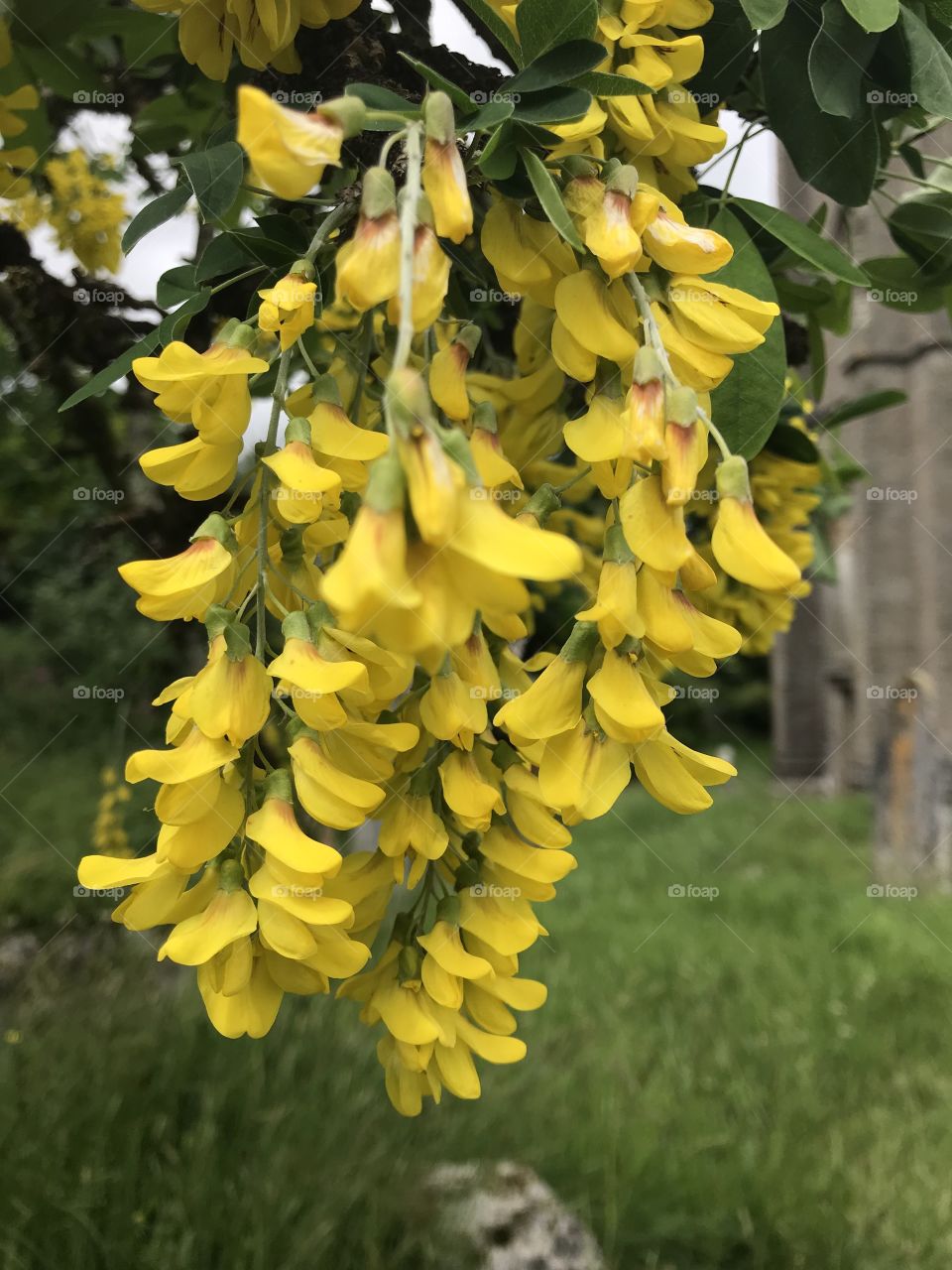 Love this screamingly yellow tree hanging flower on the wilds of Dartmoor.  It radiates appeal.