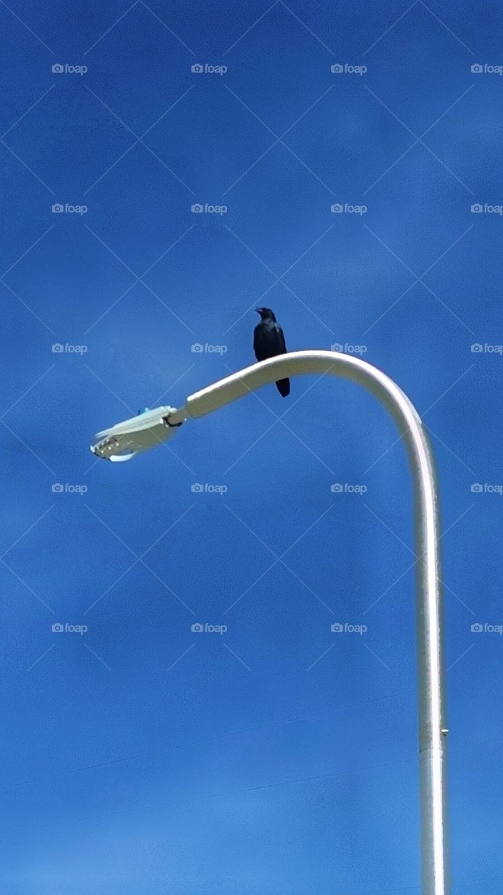 Crow In The Light Sky