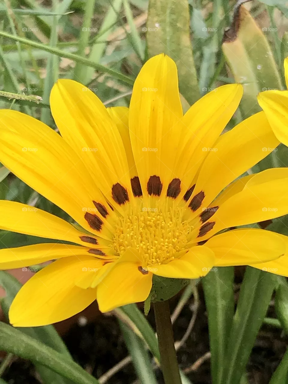 Fiore 