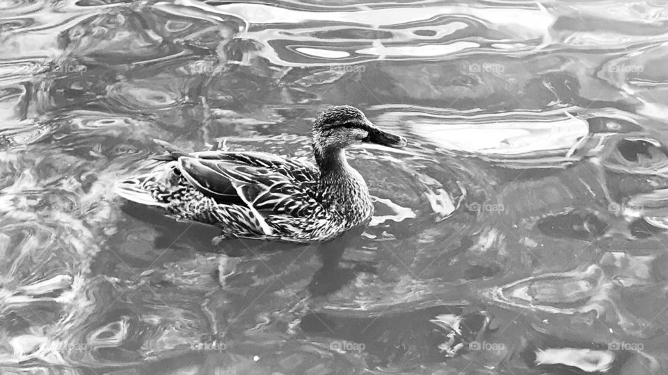 Gorgeous family of resident ducks out for a swim on the beautiful sunny day at the beach!