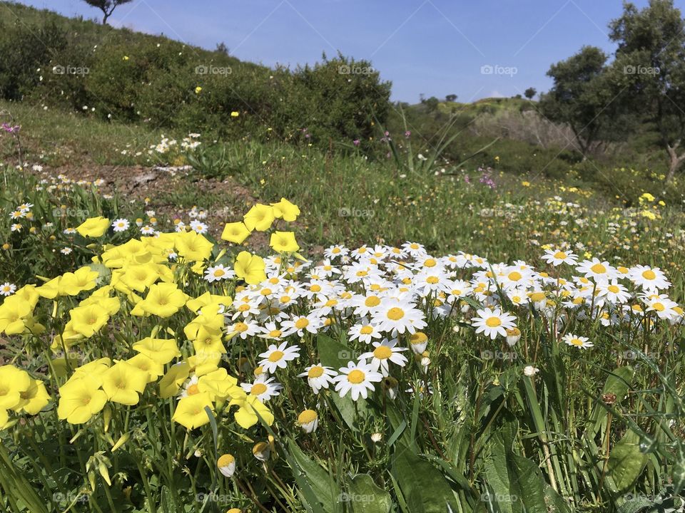 Wild flowers as a carpet from nature