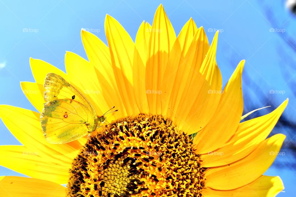 Beautiful butterfly on a sunflower in Indiana 