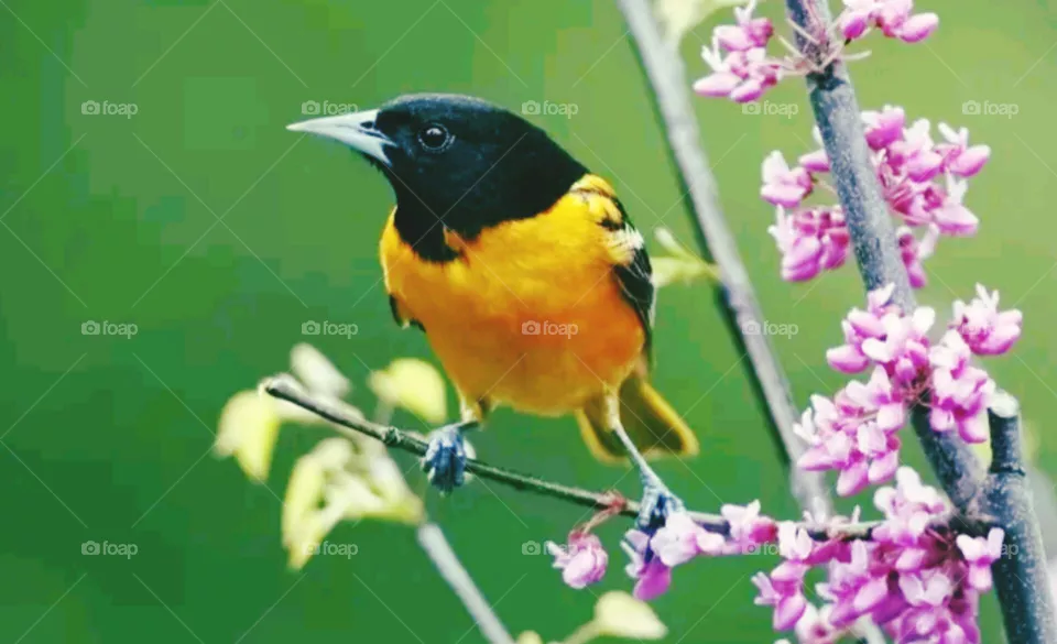 bird
