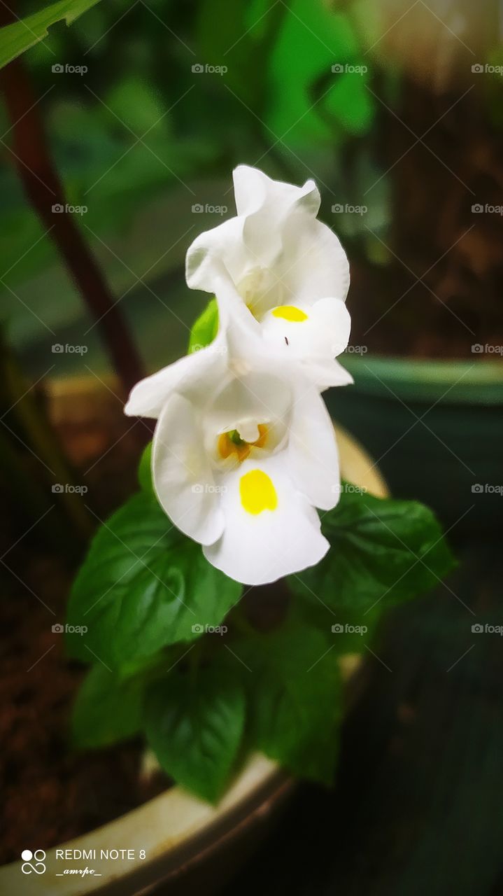 White Torenia couples exuberating the a divine radiance that can be unparalleled.
