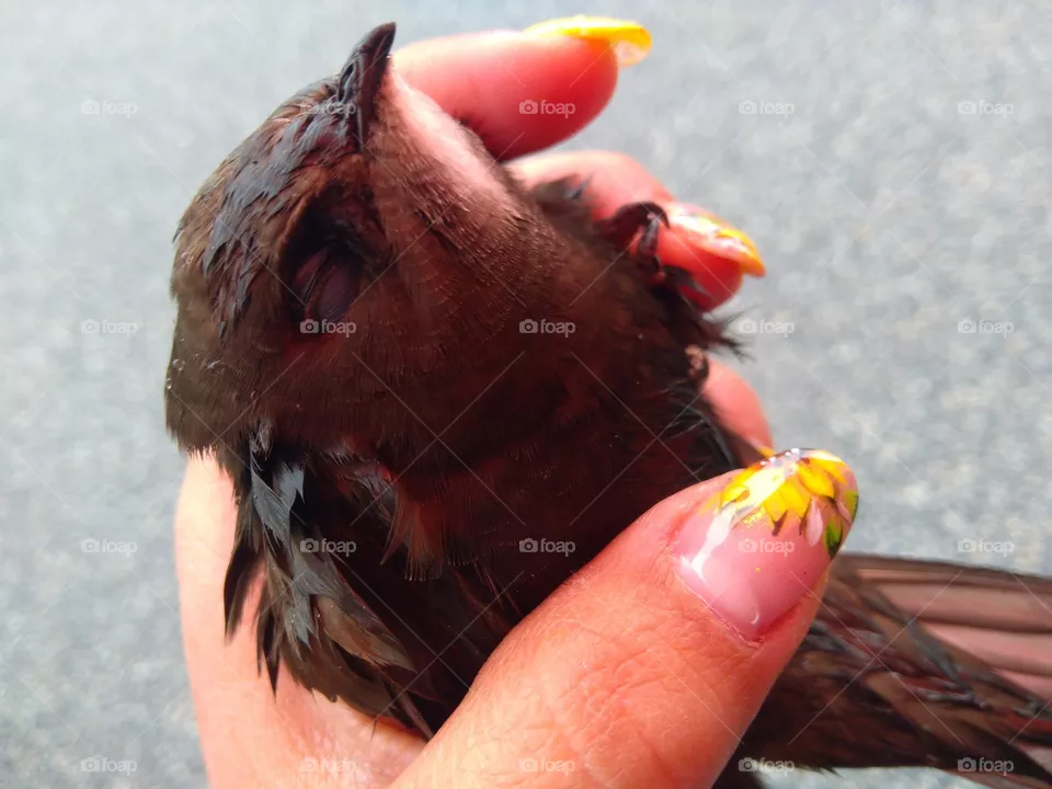Little swallow ♥️