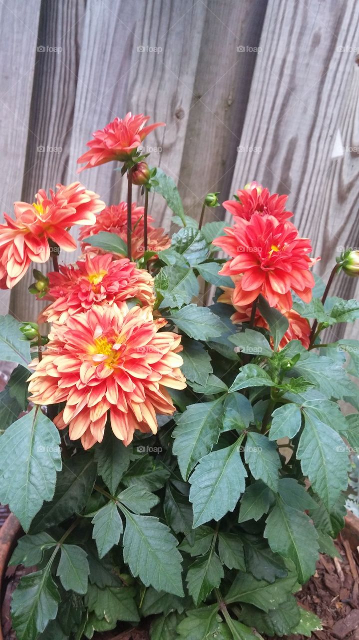 Dahlias
