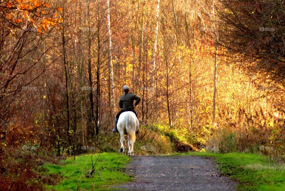 Horseriding in Marchiennes North of France