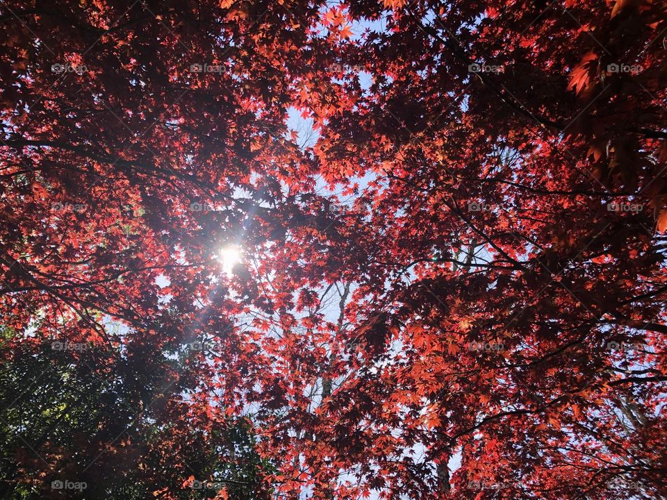 Under the red foliage