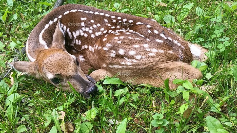 Baby Deer. young fawn