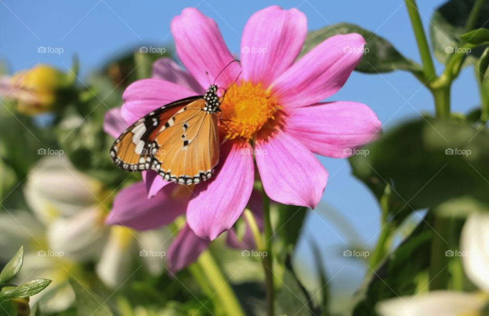 The meeting of beauties. The flower and the butterfly makes brilliant combination of natural  beauty.