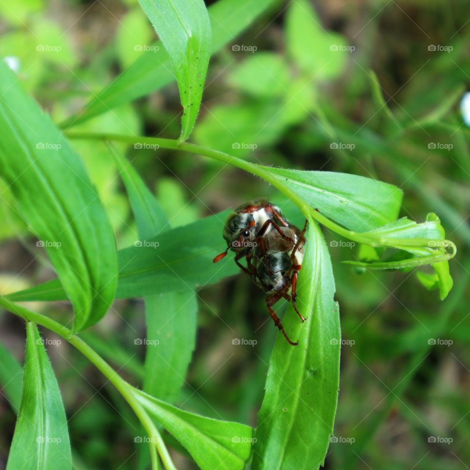 Beetles