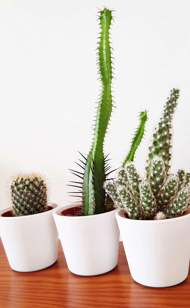 My cactus 🌵