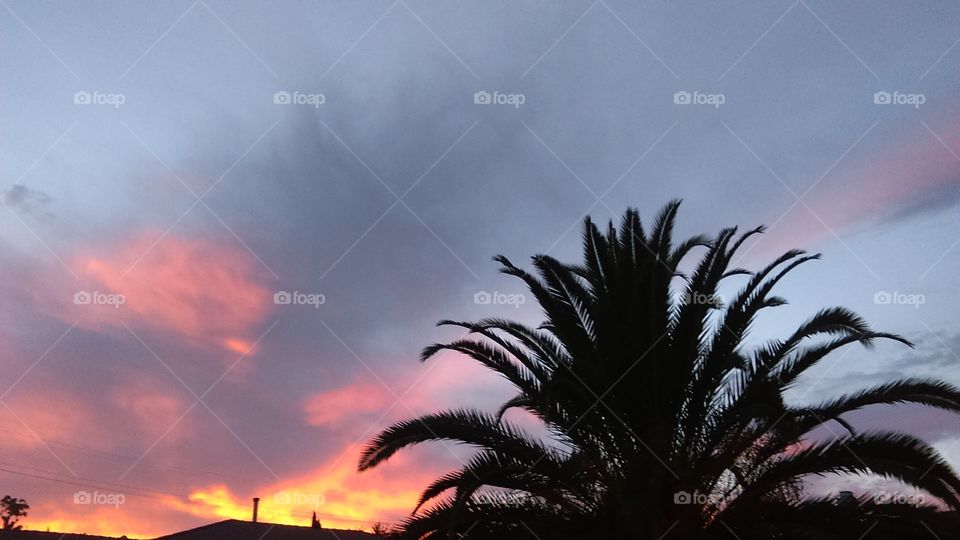 Sunset Palm in silhouette