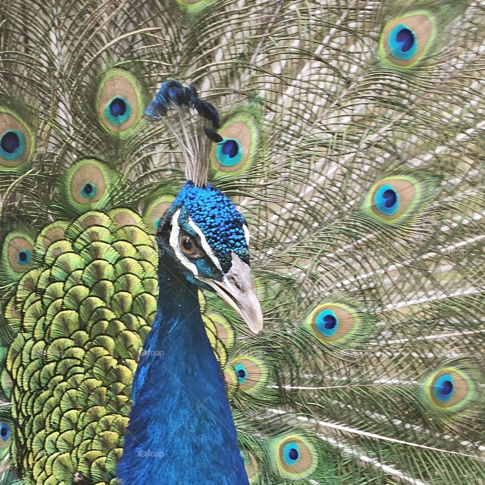 Colorful Peacock 🦚