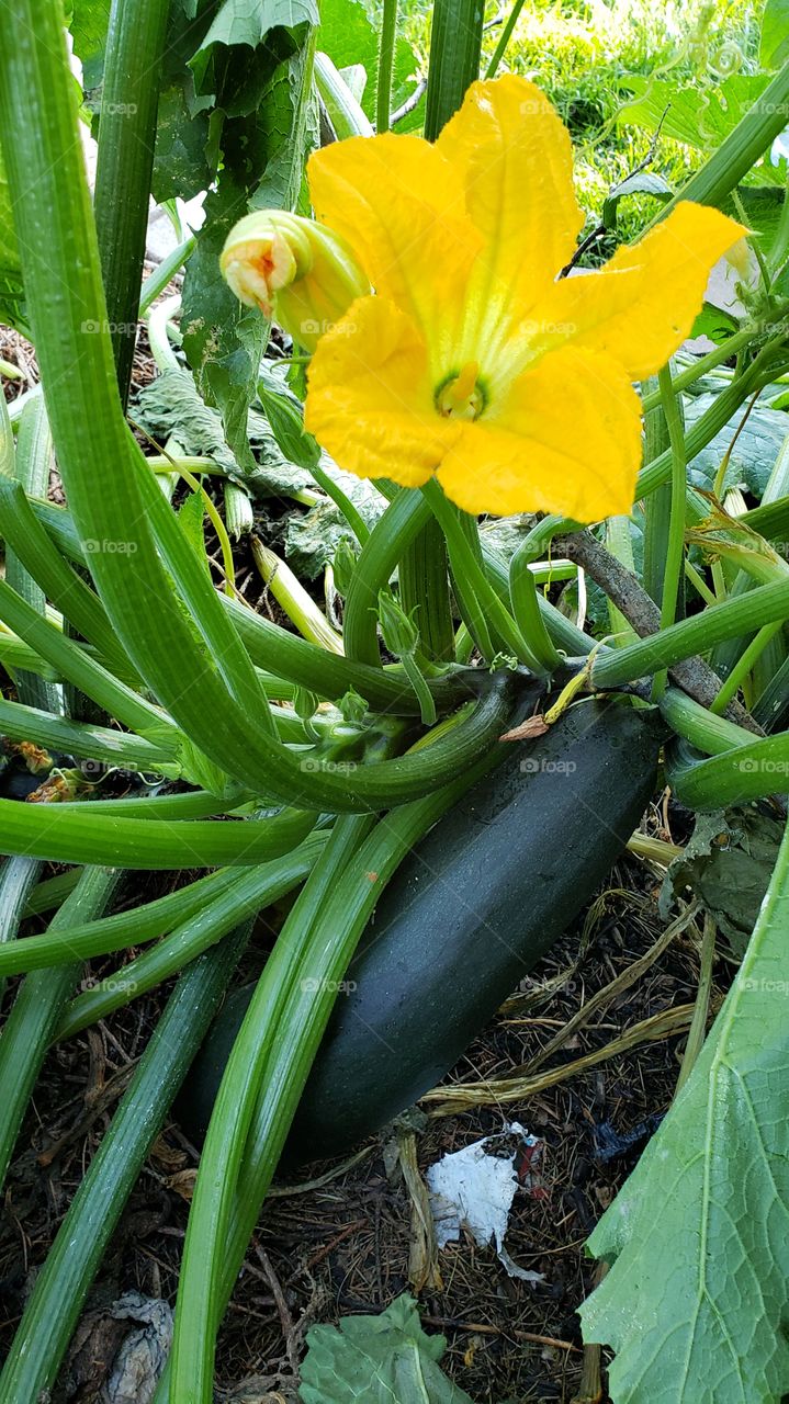 zuchinni