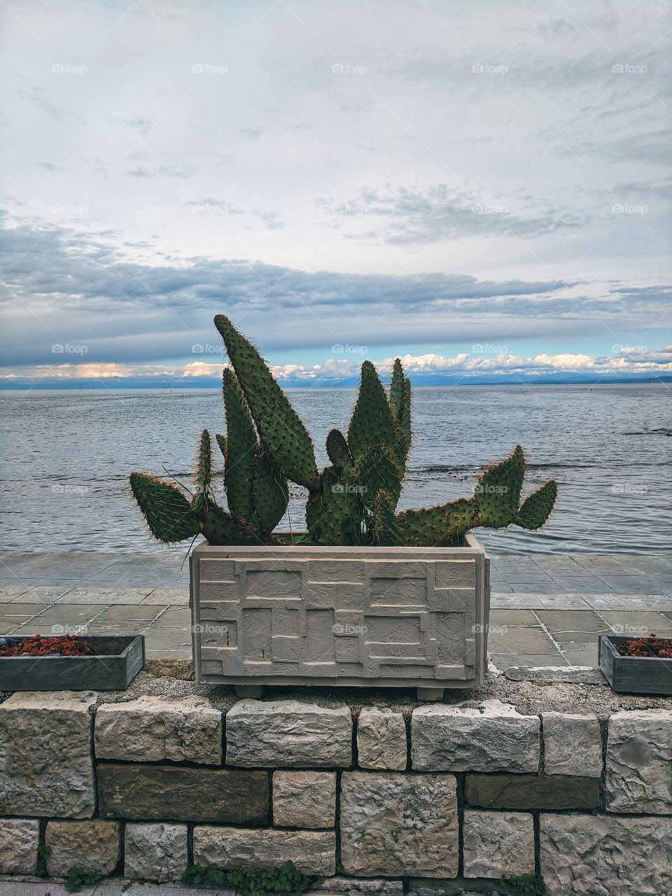 Beautiful view on the cactus against the adriatic seaside.