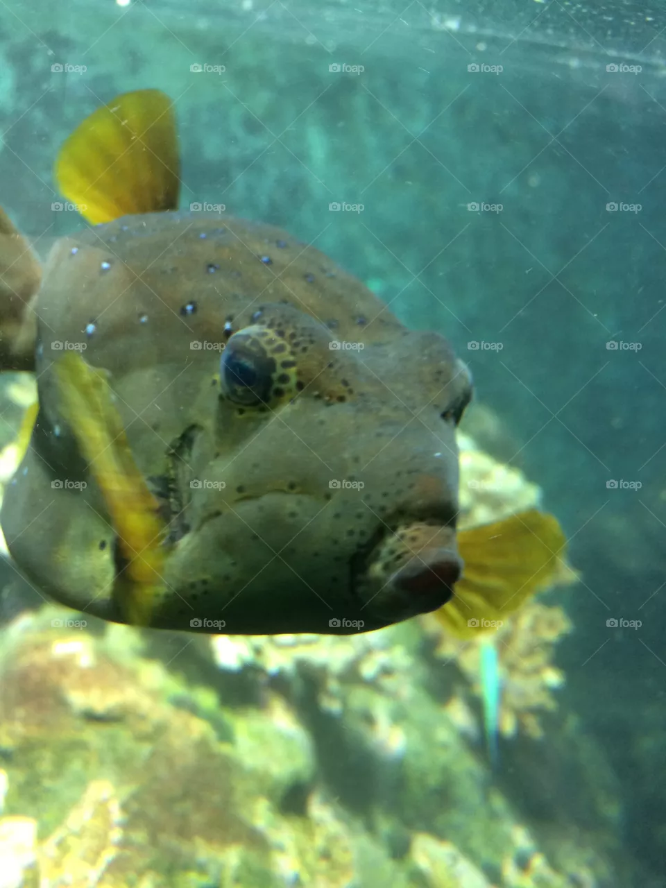 Fish