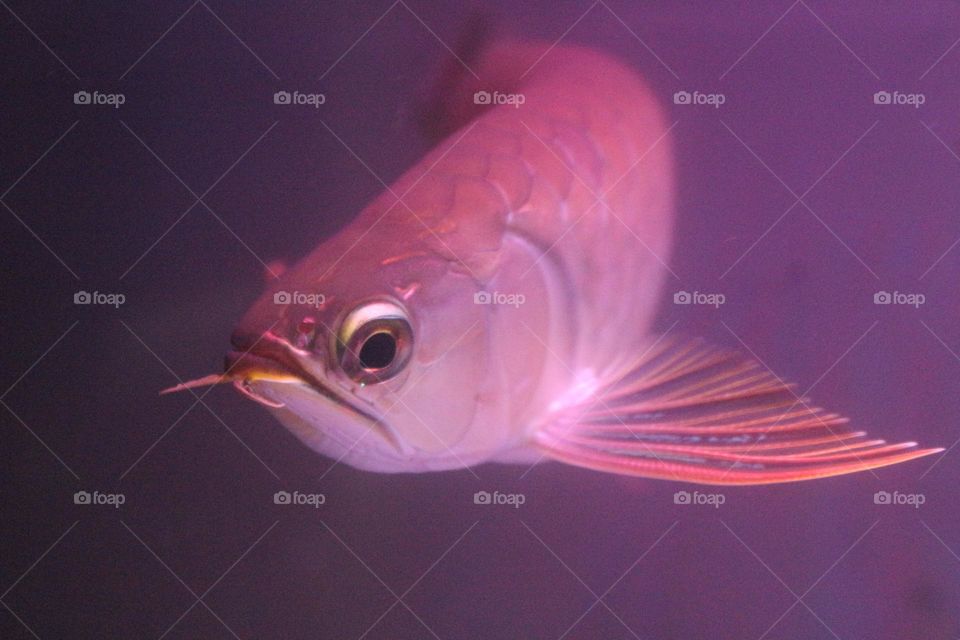 Arowana fish, this fish belongs to a type of predatory fish but many like and keep it as an ornamental fish because of the shape and color of its beautiful and charming scales.