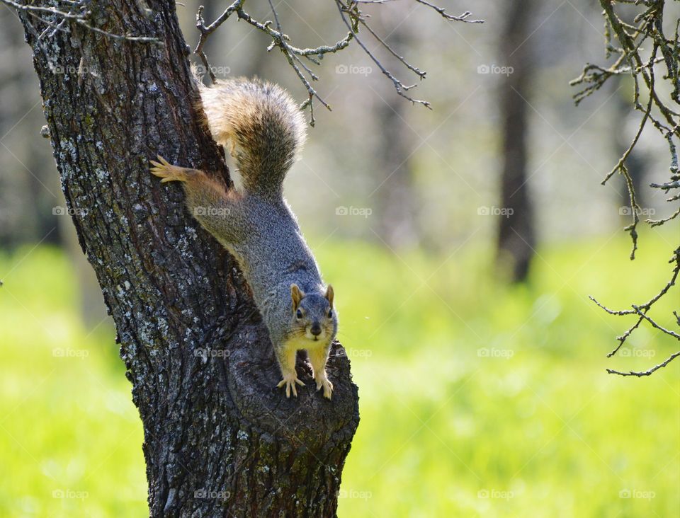 squirrel in a tree on a sunny day