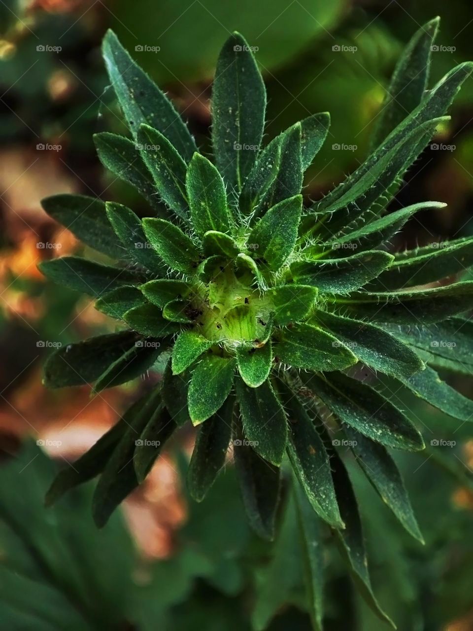 Macro photo of green grass growing in the garden