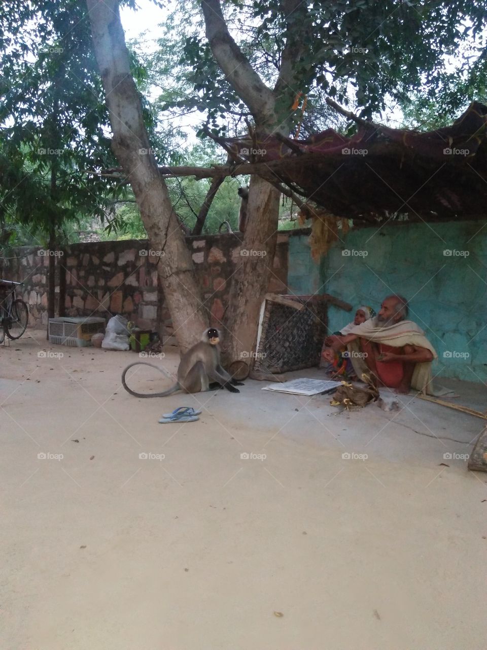 beautiful monkey image