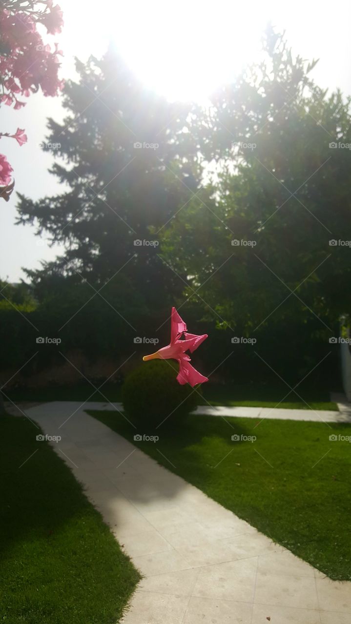 flower hanging in mid air