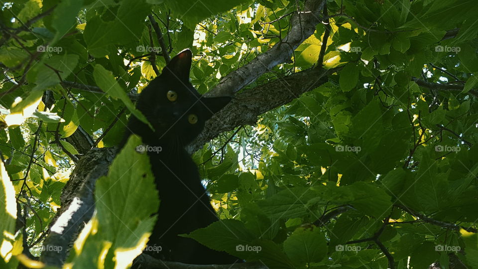 in a tree