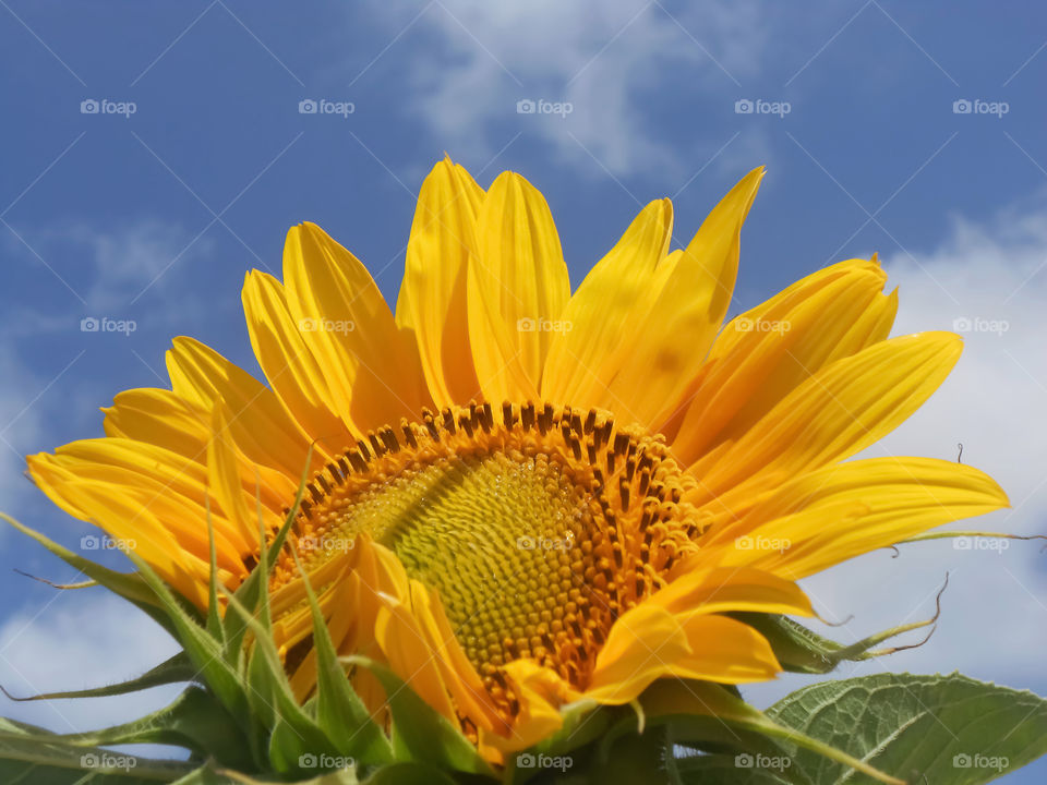 Sunflower Bloom Partially Open