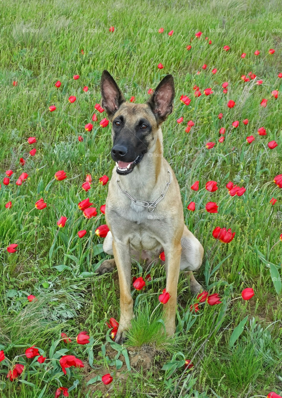 Dog and spring tulips