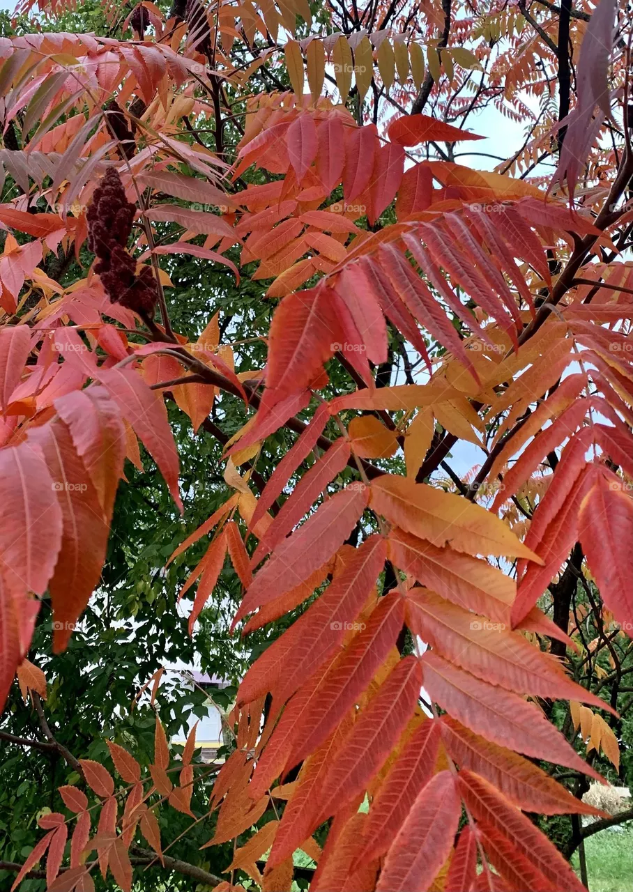 🍂