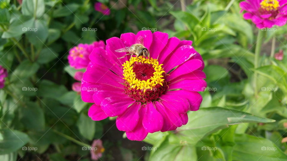 Bee on red flower.
