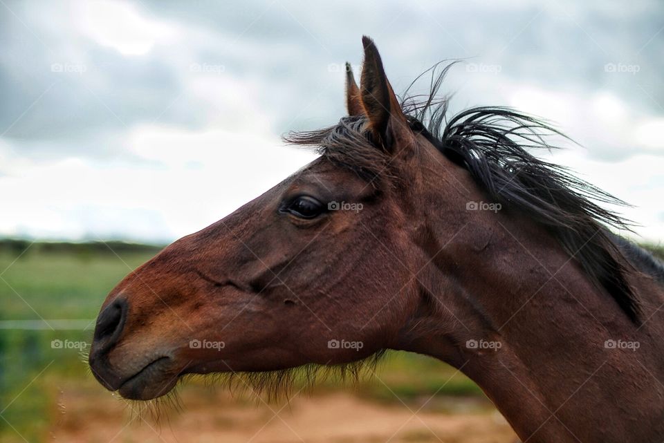 Horse portrait close up
