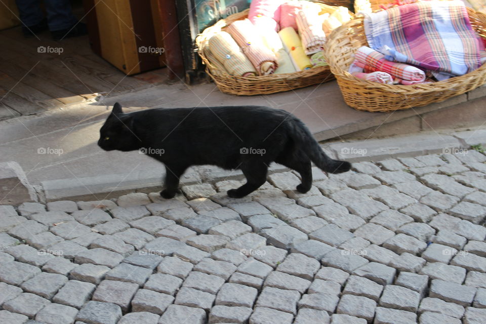 Black cat on the street