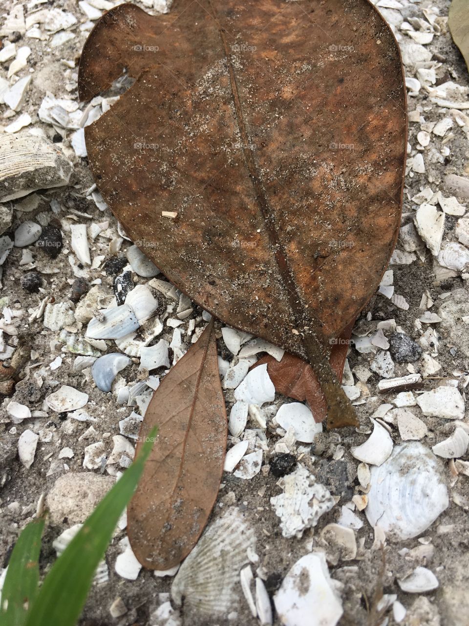 Leaf with seashells 