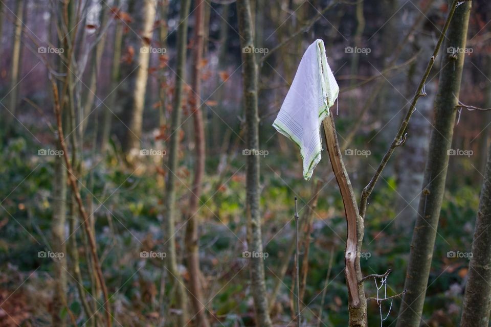 Handkerchief on tree branch