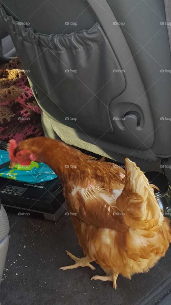 Chicken in the van