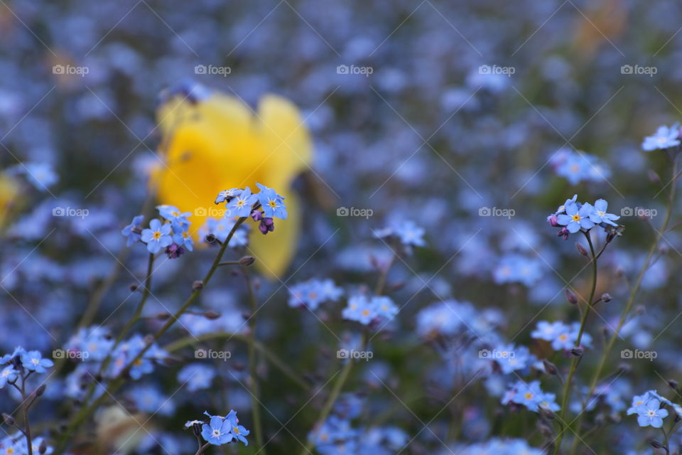 Flower field 