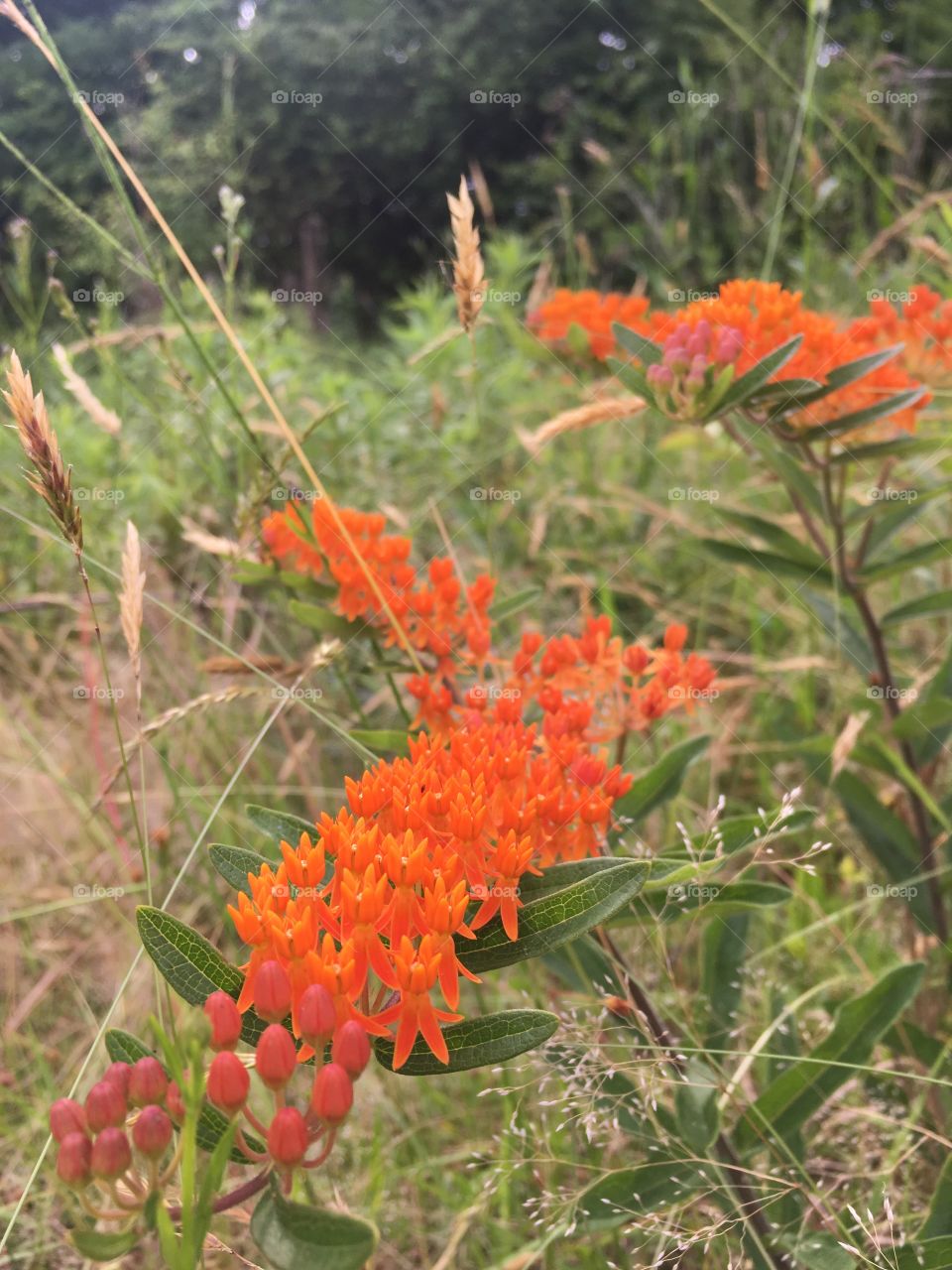 Butterflyweed in every direction 