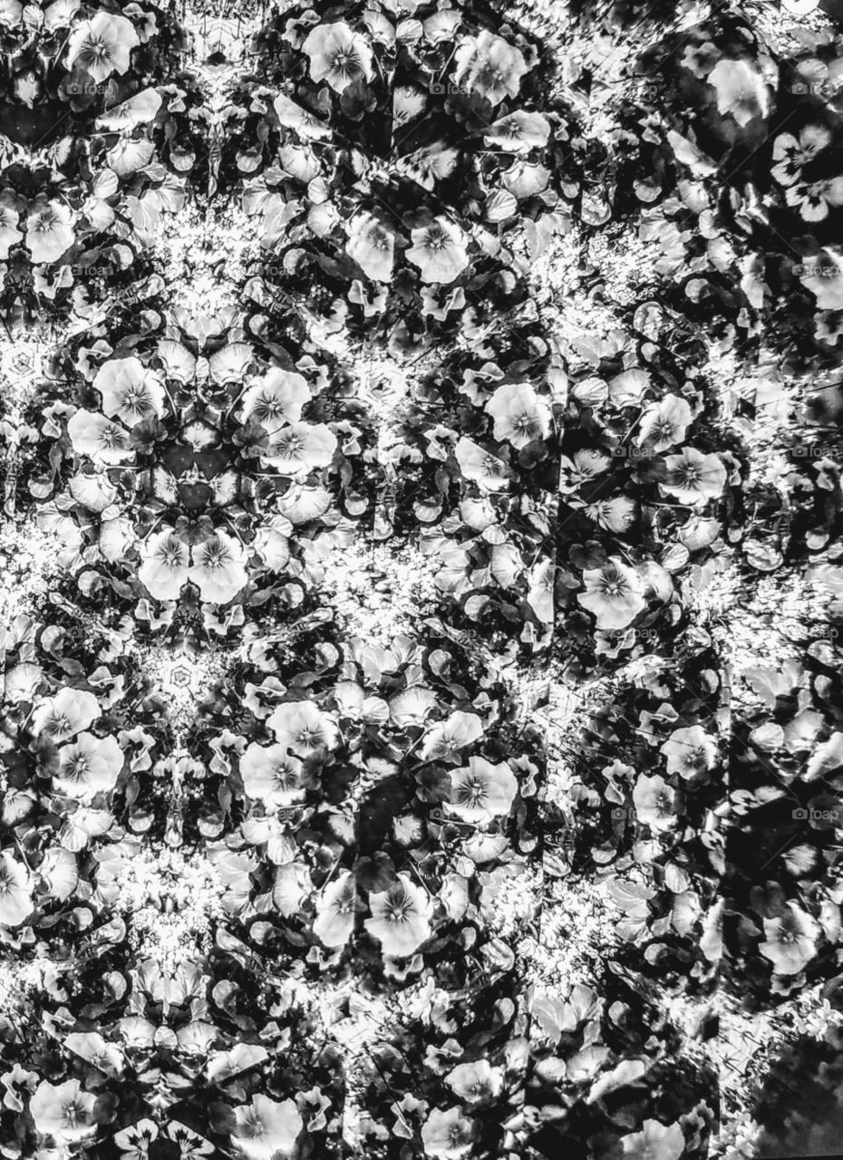 Black-and-white floral prints Pansy kaleidoscope style