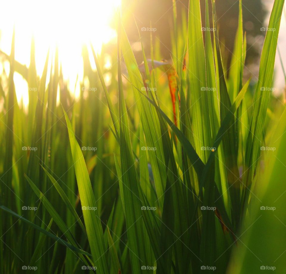 Close-up of grass