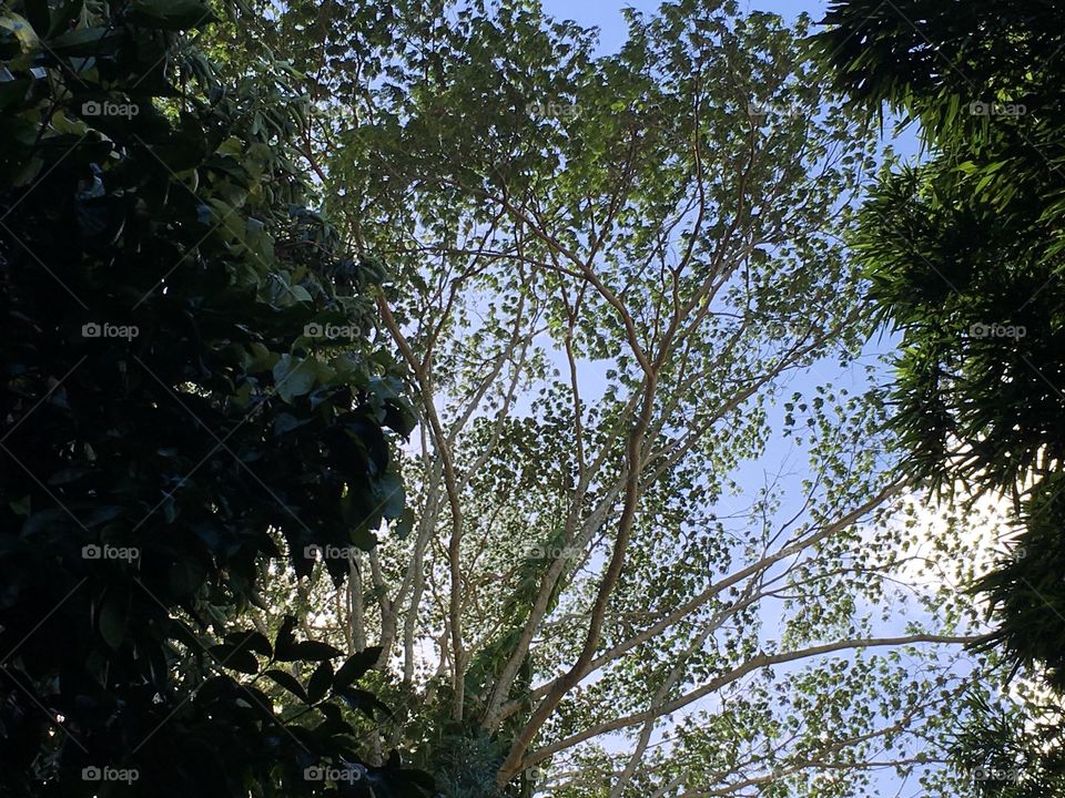 Albezia tree