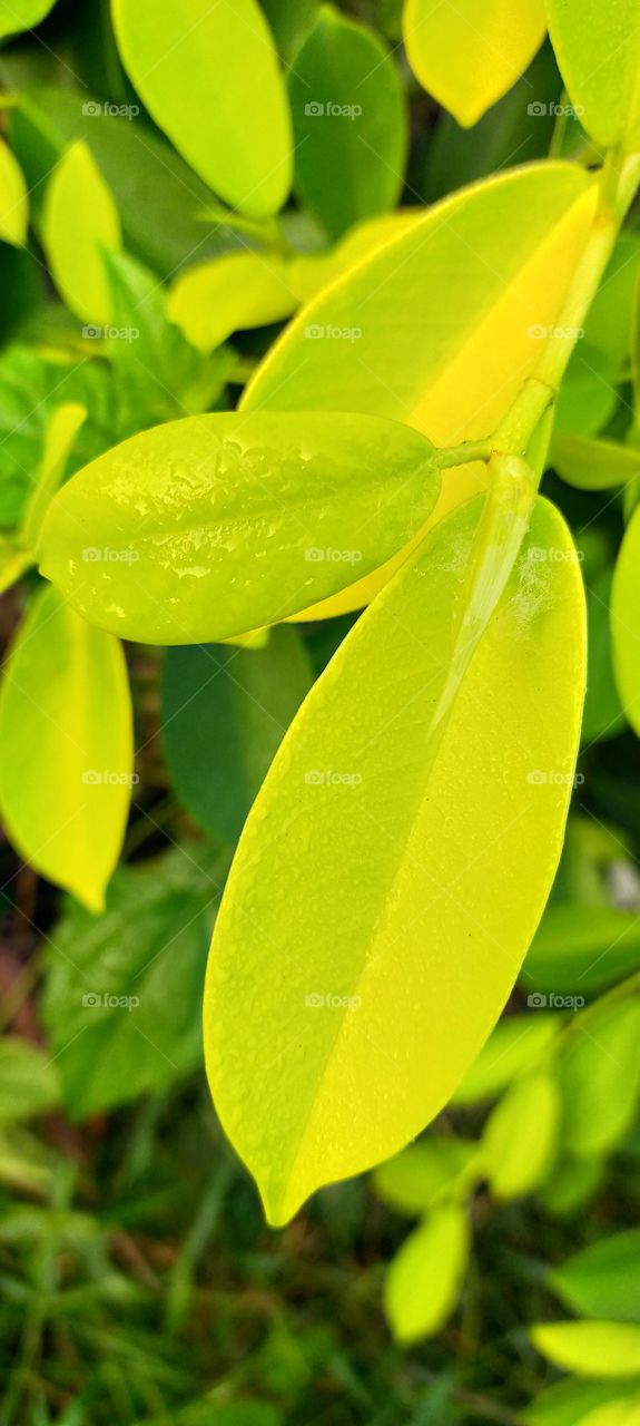 Leaves of healthy green touched with dew.