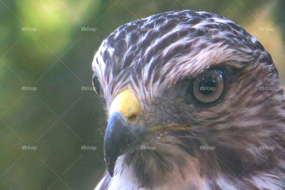 Hawk closeup