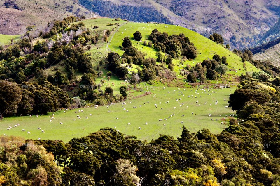 Sheeps grazing on the field