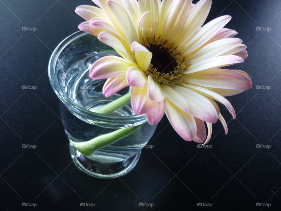 flower in glass