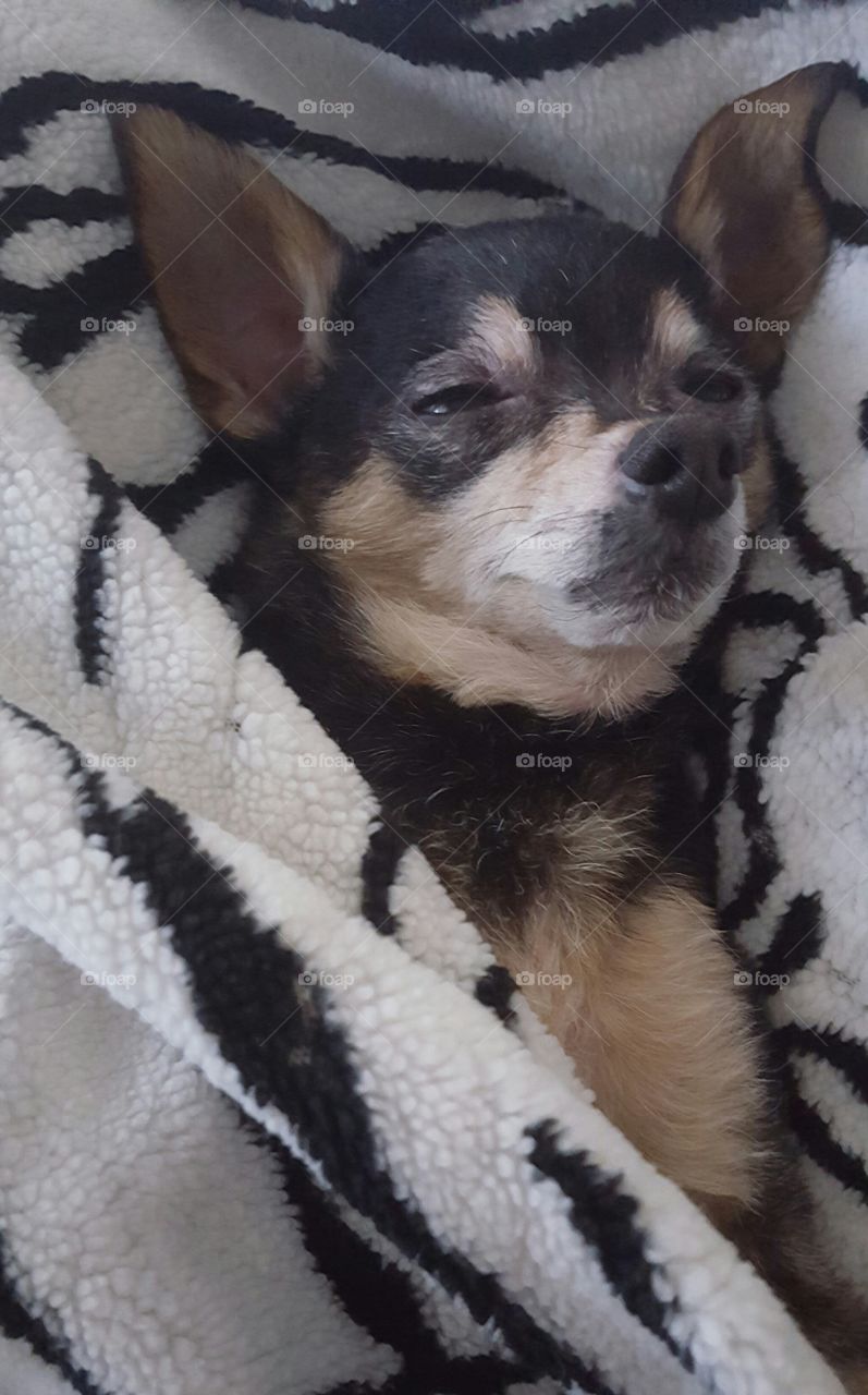 chihuahua