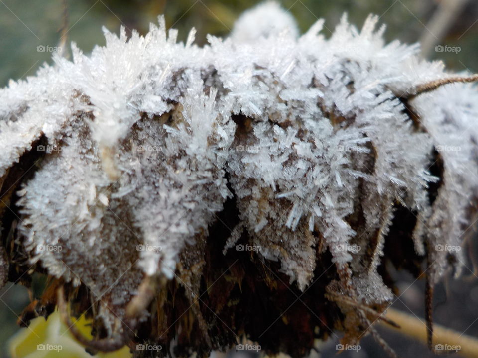 Frost seems heavy 