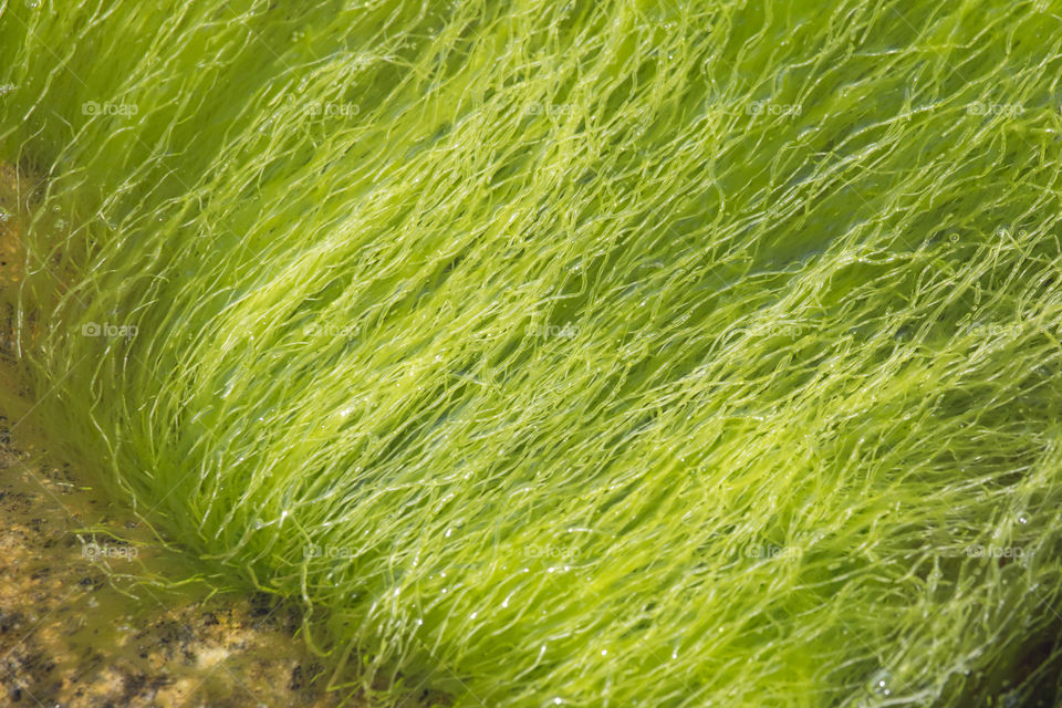 Green seaweed algae 